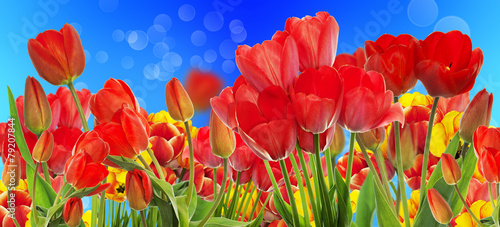 Beautiful garden fresh colorful tulips.Springtime.