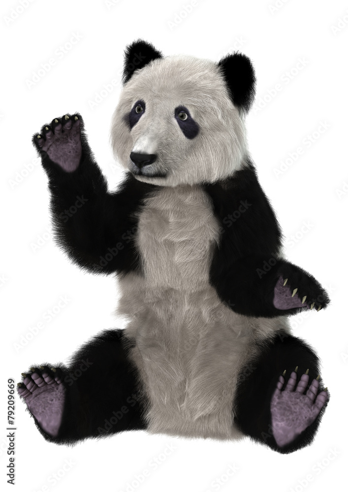 Obraz premium Panda Bear