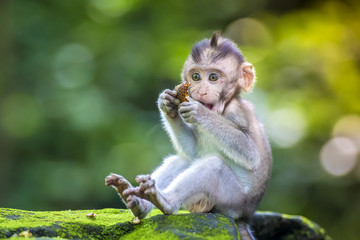 Fotobehang Aap Klein babyaapje in de natuur  © truphotovideo