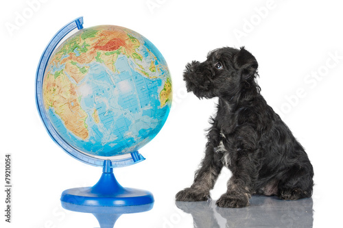 Miniature schnauzer puppy with a globe