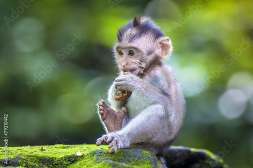 Photography Little baby-monkey