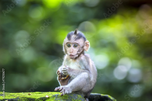 Little baby-monkey