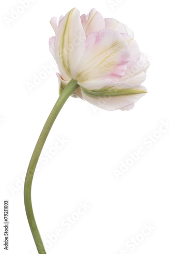 Fototapeta Naklejka Na Ścianę i Meble -  tulip