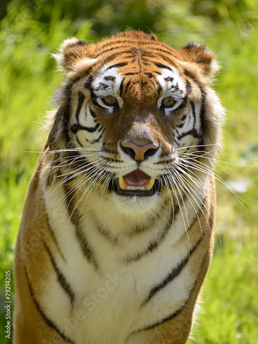 Portrait tiger