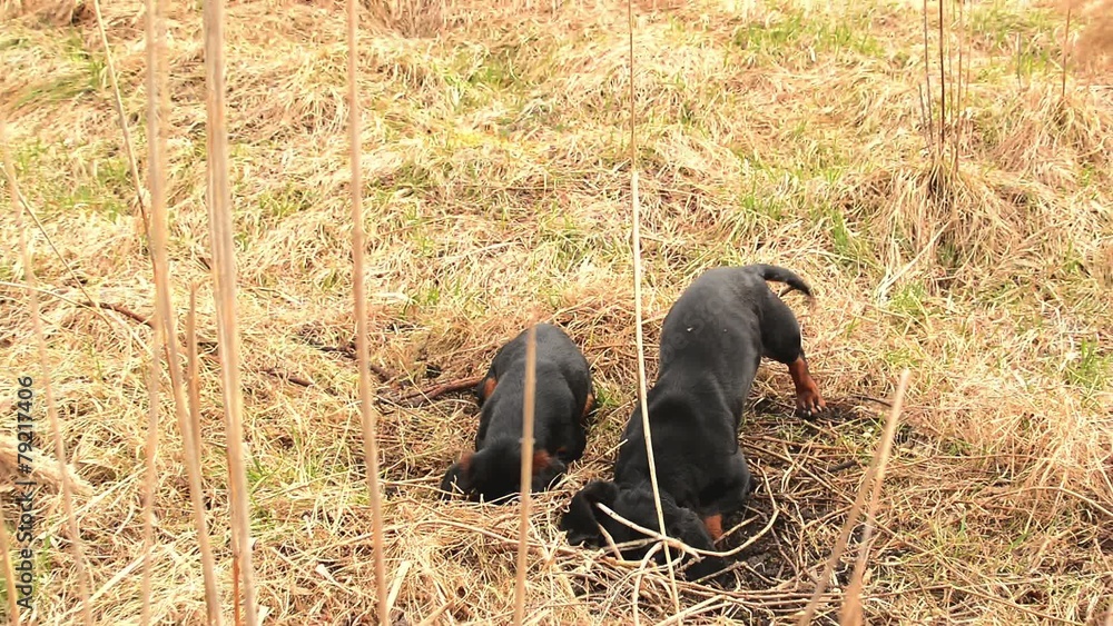 Dachshund dog hunting for moles in the garden Stock ビデオ Adobe Stock