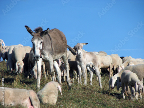 Donkey with Flock of sheep grazing