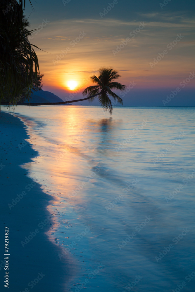 Palm tree above the water