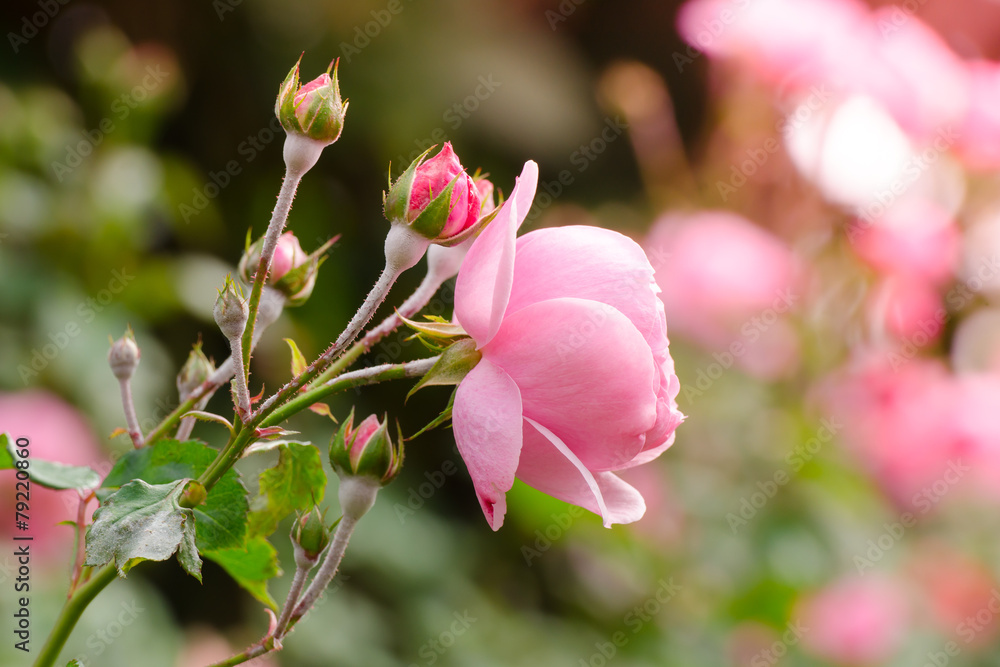 Fototapeta premium beautiful pink rose in a garden