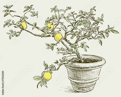 lemon tree
