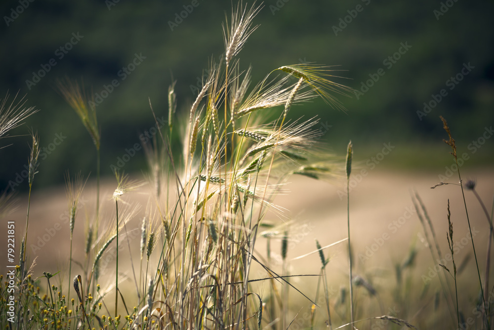 ear of wheat over wheat filed background. Desaturated image