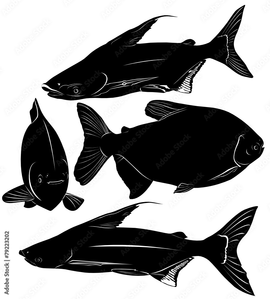 Obraz premium fish Pangasius and Colossoma