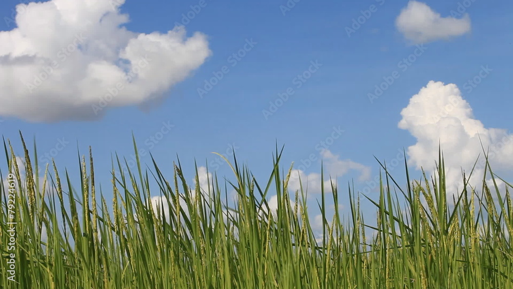 Rice dancing due to wind, Happy rice plants with spikes at top Rice dancing due to wind, Happy rice plants with spikes at top