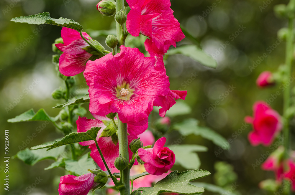 red mallow flowers blooming in summer red mallow flowers blooming in summer