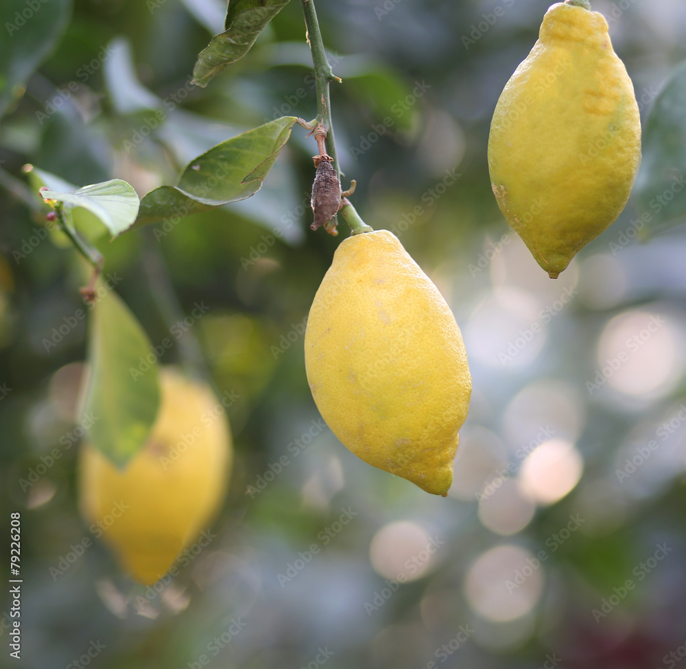 Obraz premium three lemons hanging on the tree in the orchard