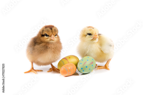 Easter Chicken, Easter Eggs on white background, Easter card