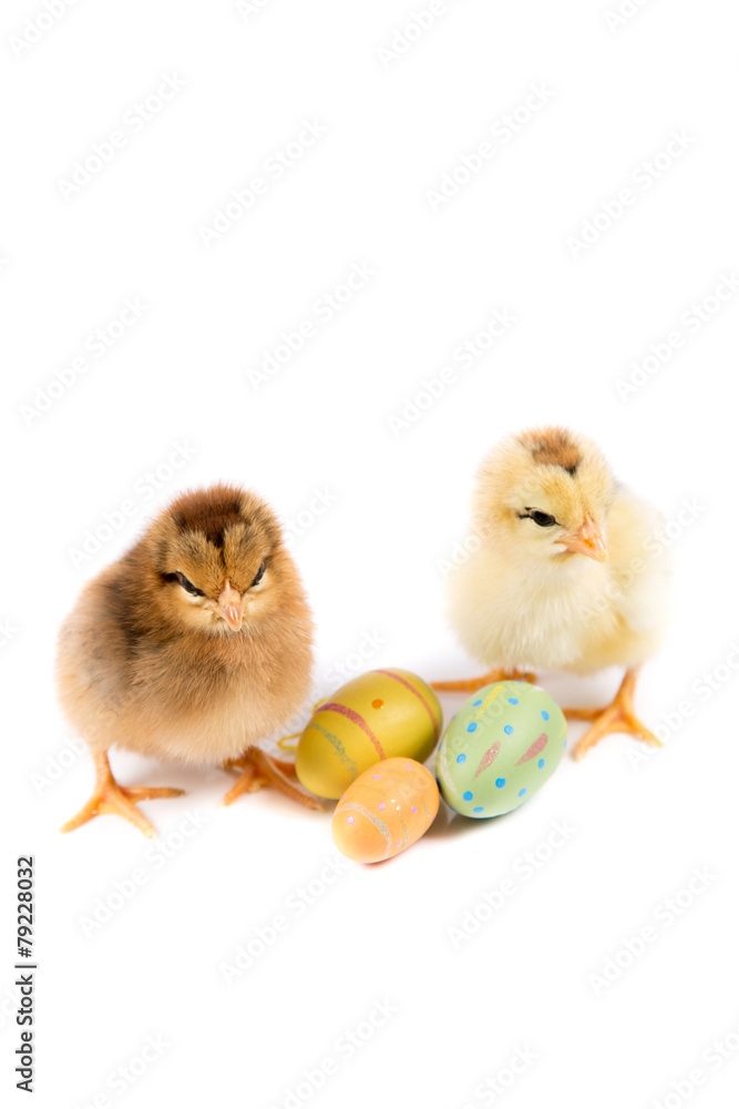 Fototapeta premium Easter Chicken, Easter Eggs on white background, Easter card