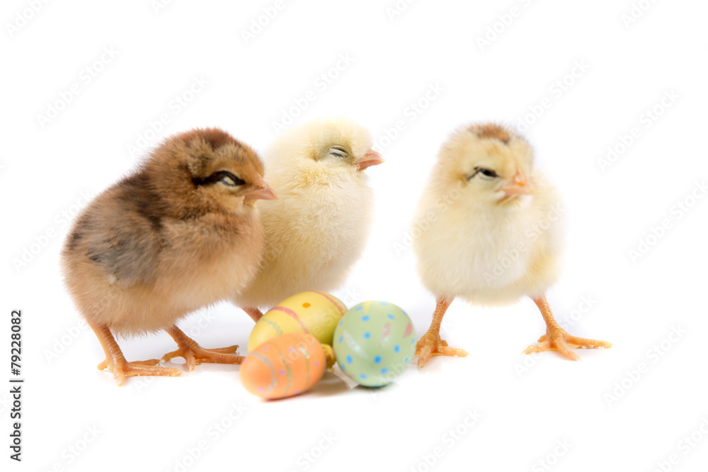 Easter Chicken, Easter Eggs on white background, Easter card