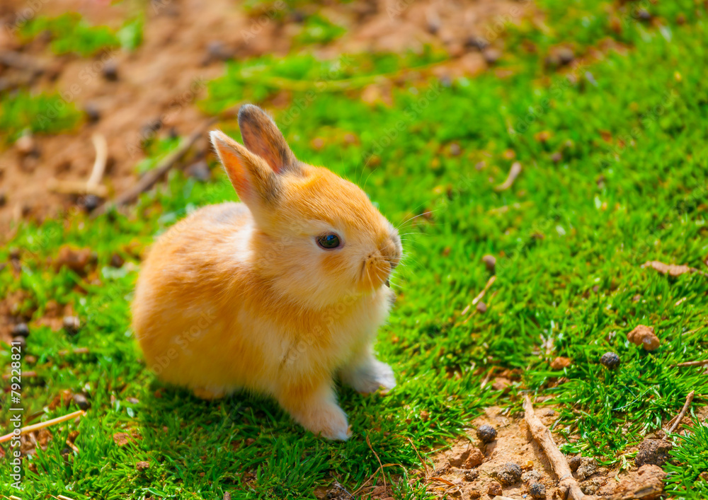 beautiful & cute small yellow rabit sitting alone beautiful & cute small yellow rabit sitting alone