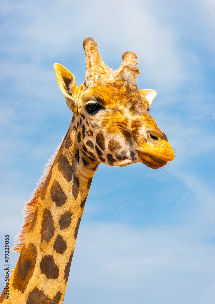 The head of a beautiful camelopard The head of a beautiful camelopard