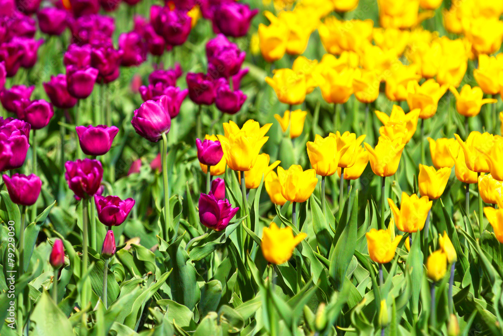 Flowers of tulips. Red and yellow background.