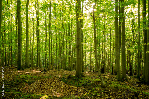 Der Wald erwacht