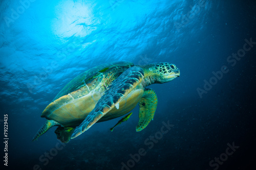 Fototapeta Naklejka Na Ścianę i Meble -  sea turtle swimming bunaken sulawesi mydas chelonia
