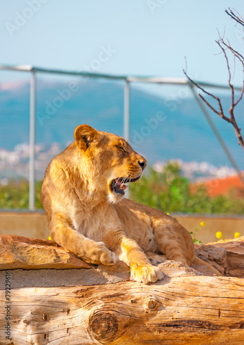 pretty female lion screaming while lying © imagIN photography