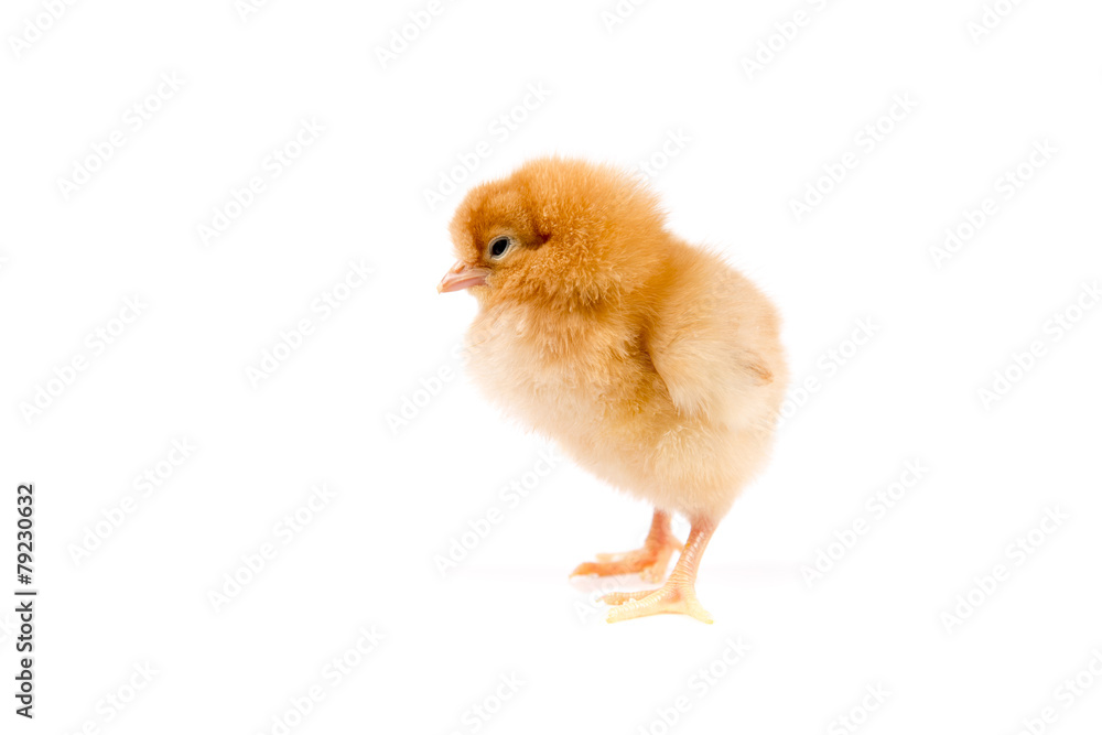 Obraz premium Easter Chicken on white background, Easter card isolated