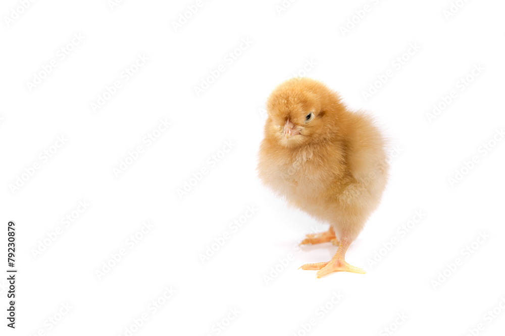 Obraz premium Easter Chicken on white background, Easter card isolated