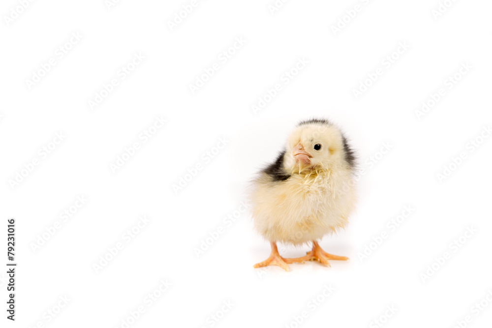 Easter Chicken on white background, Easter card isolated Easter Chicken on white background, Easter card isolated
