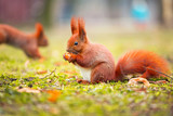 Red squirrel with nut in the park