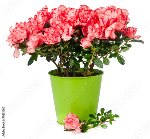 azalea in pot isolated