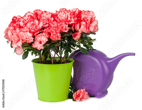 azalea in pot and watering can isolated