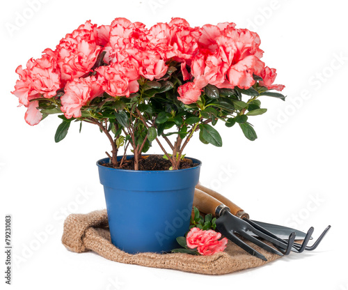 azalea in pot and garden tools on sackcloth isolated