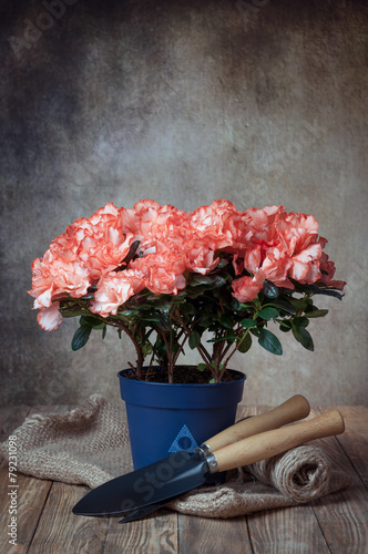azalea in pot and garden tools
