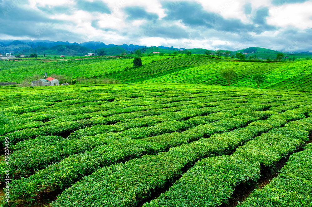 Tea hills in Moc Chau highland, Son La province in Vietnam
