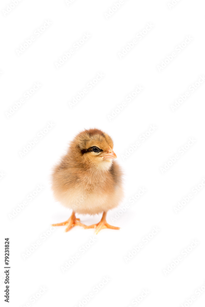 Easter Chicken on white background, Easter card isolated Easter Chicken on white background, Easter card isolated