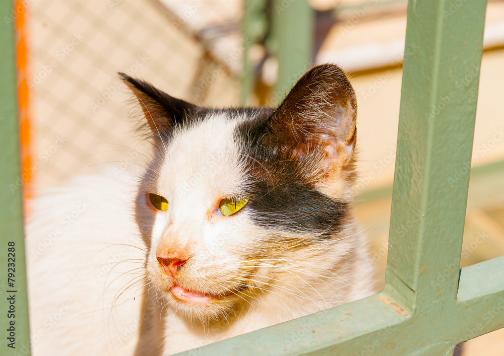 Naklejka premium A cute cat looking outside