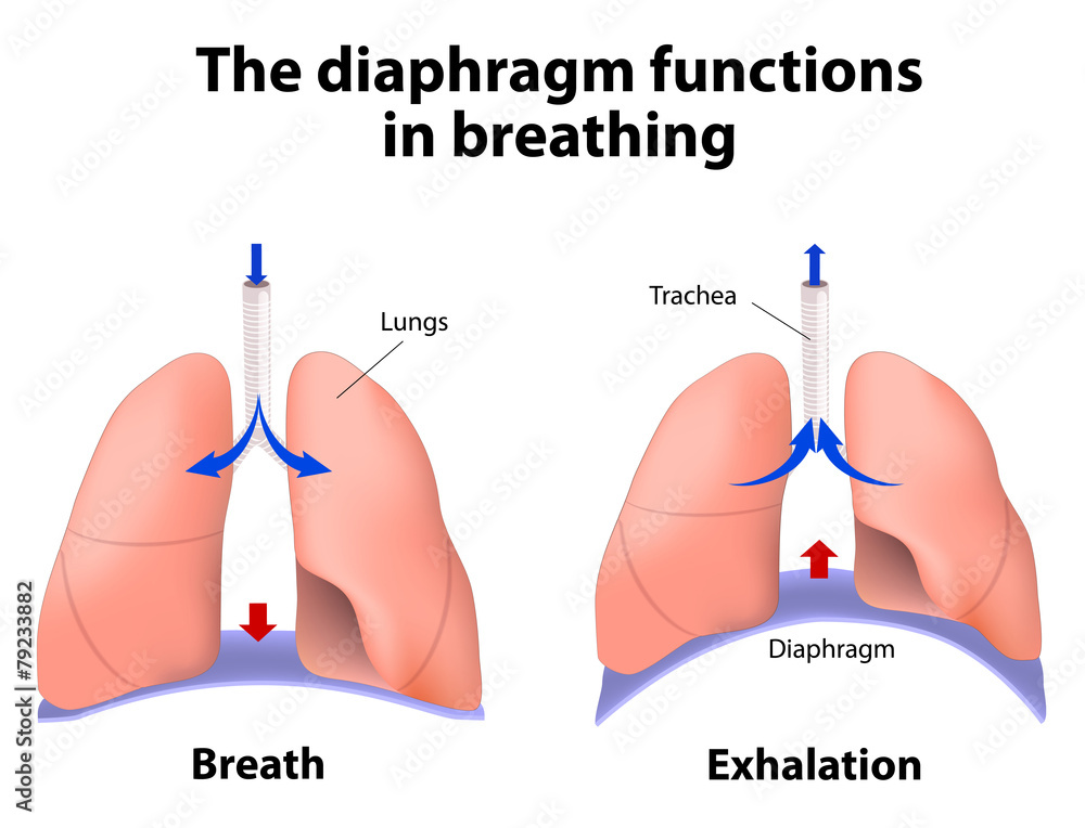Naklejka premium The diaphragm functions in breathing