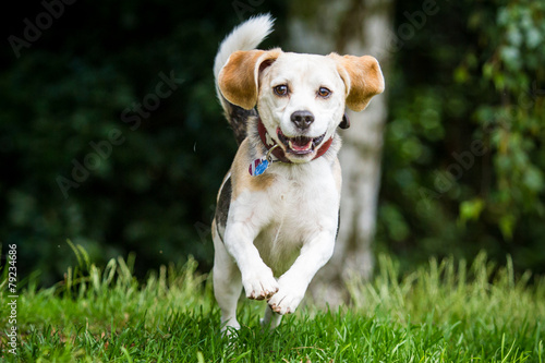 Beagle in Bewegung