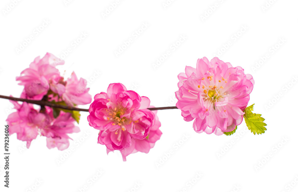 Spring cherry tree blossoms isolated Spring cherry tree blossoms isolated