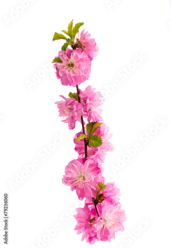 Spring cherry tree blossoms isolated