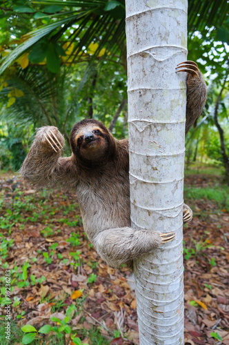 Brown-throated sloth climbing on a tree Panama photo