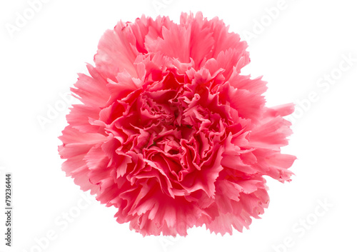 Fototapeta Naklejka Na Ścianę i Meble -  carnation flower
