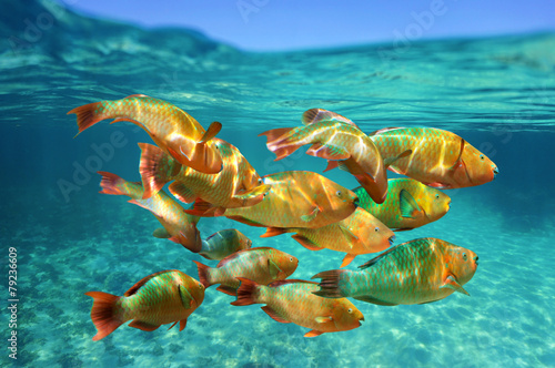 School of colorful tropical fish, Rainbow parrotfish, close to water surface, Caribbean sea