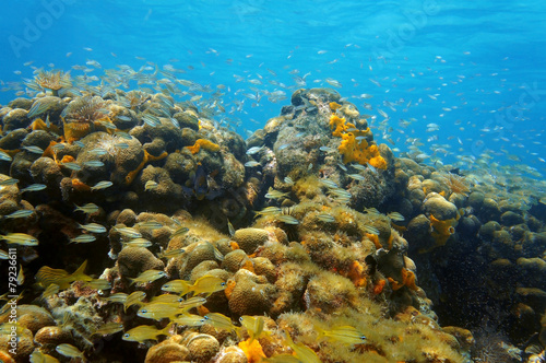 Wallpaper Mural Underwater coral reef with shoal of fish in Panama Torontodigital.ca