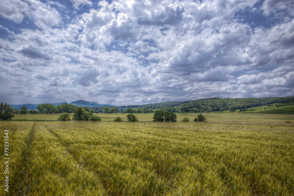 Wide Wheat Field