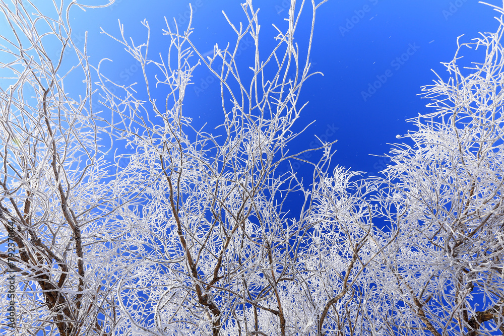 frost on the branch