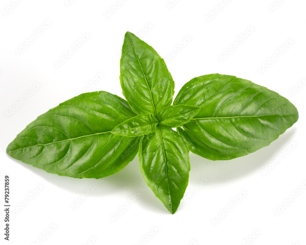 basil basil