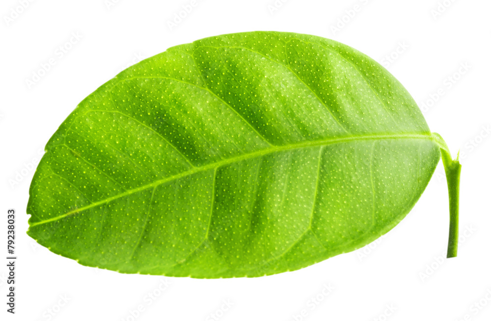 Obraz premium leaves